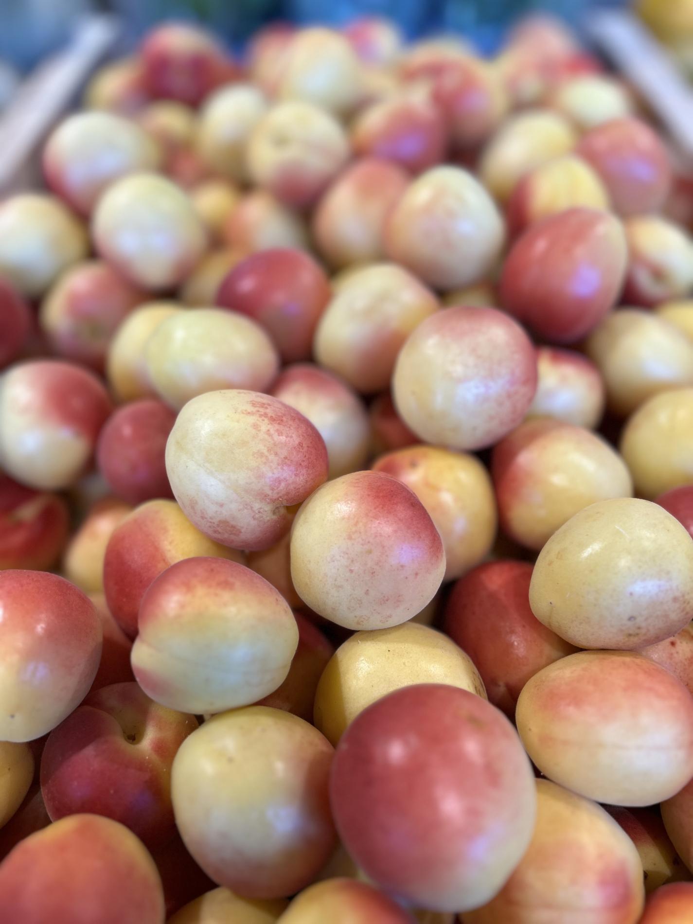 Le retour de l'Abricot Vanilla Cot !!