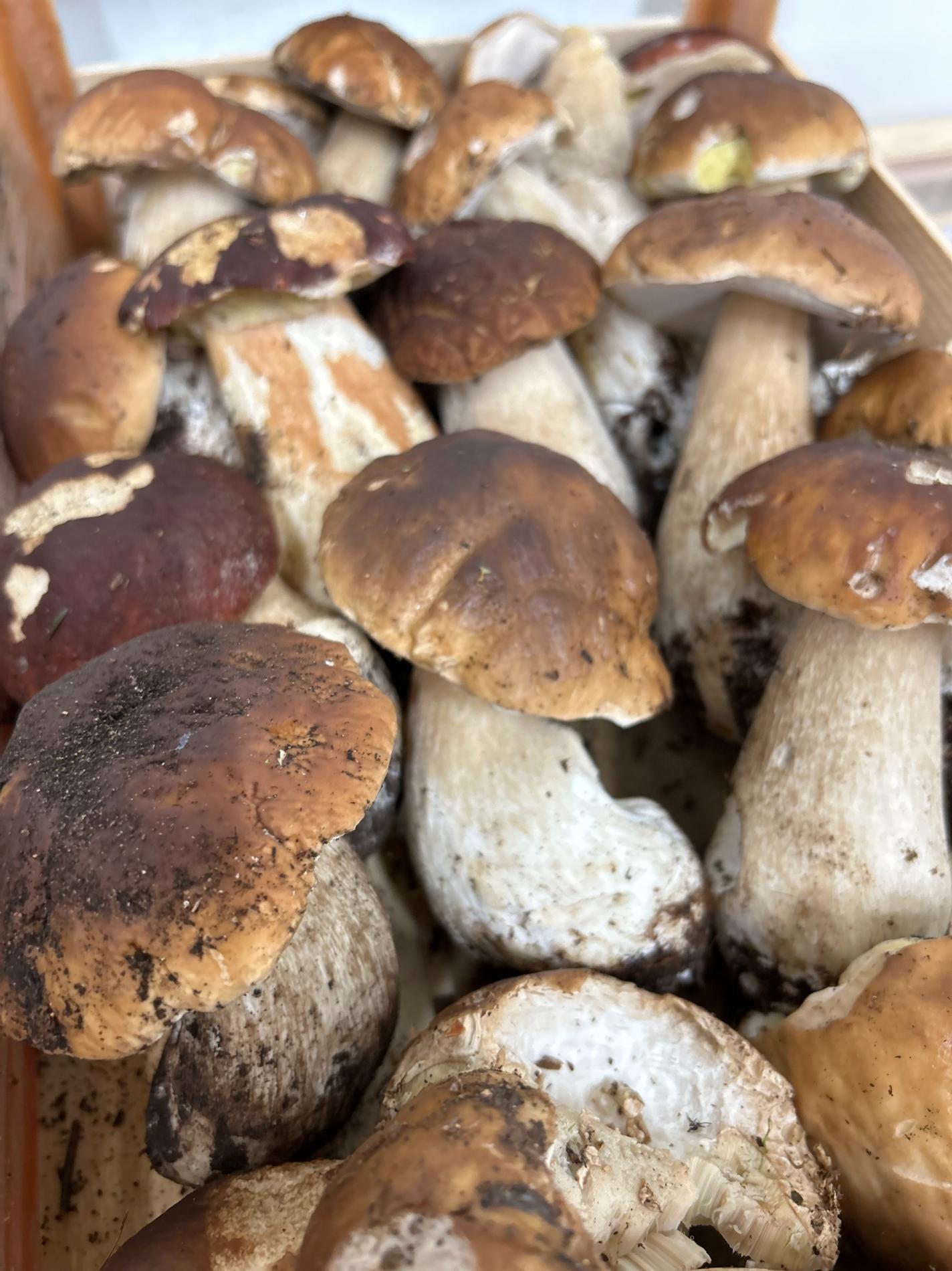 Nouvel Arrivage de C&egrave;pes EXTRA!!