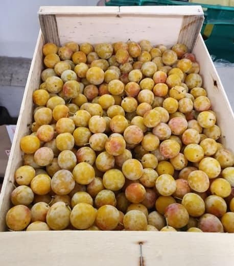 SARL SAVEURS D'ALIENOR