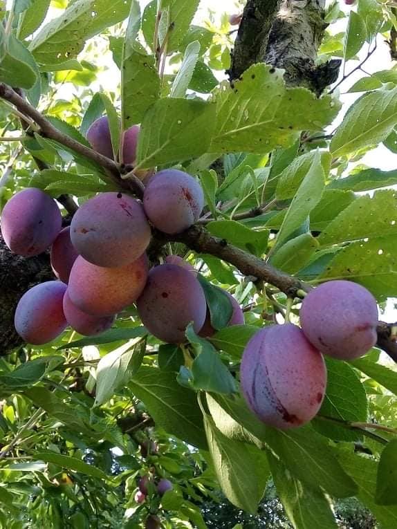 SARL SAVEURS D'ALIENOR