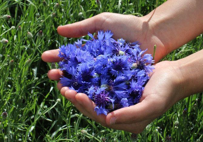 Les Jardins d'Occitanie