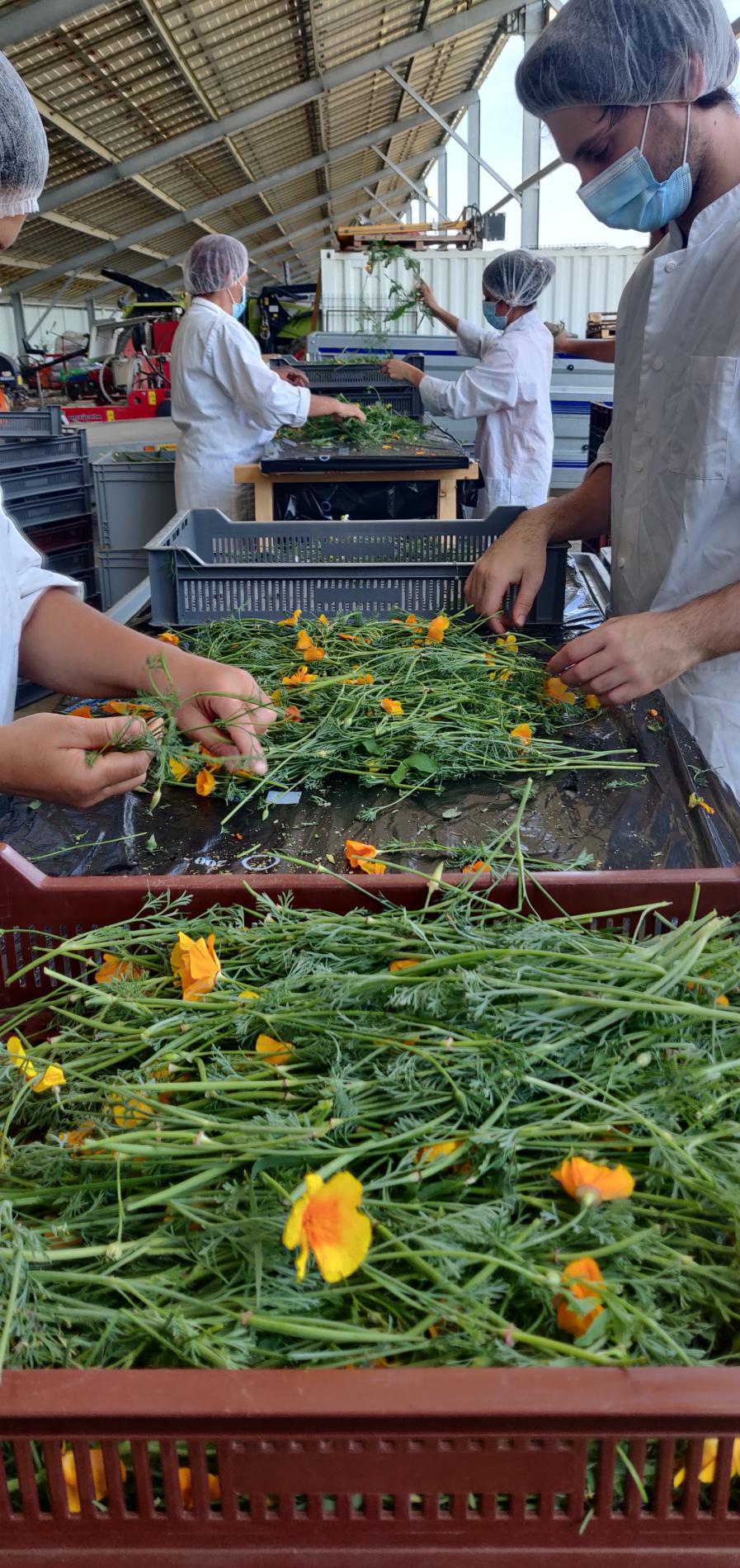 Les Jardins d'Occitanie